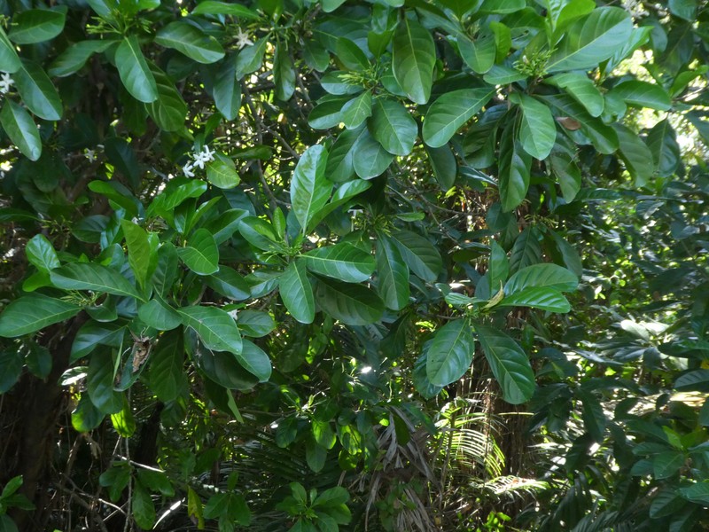 Atractocarpus fitzalanii photo 3