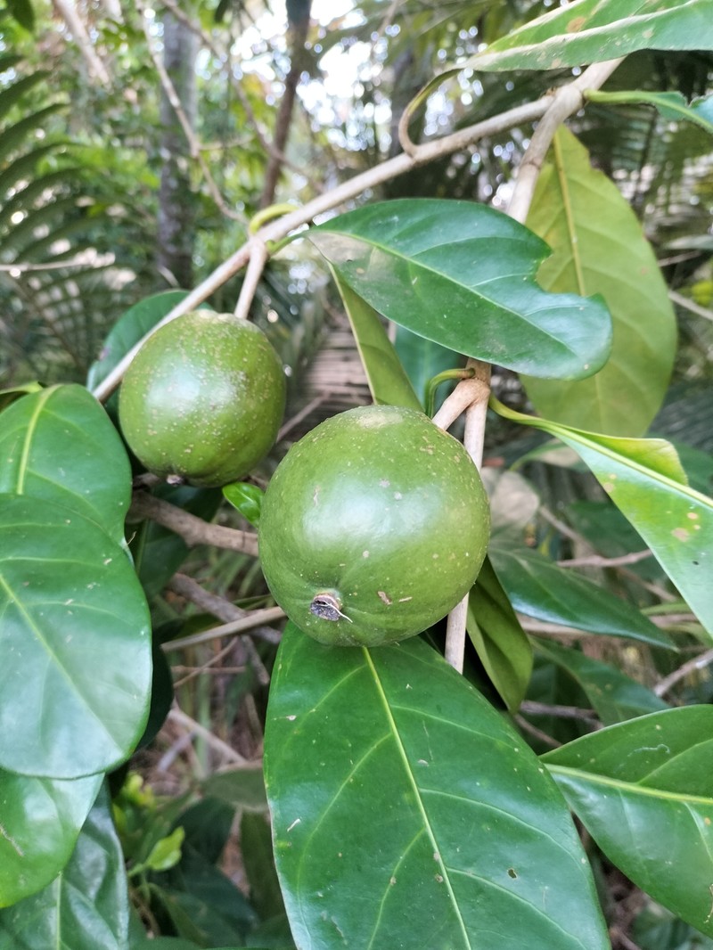 Atractocarpus fitzalanii photo 4