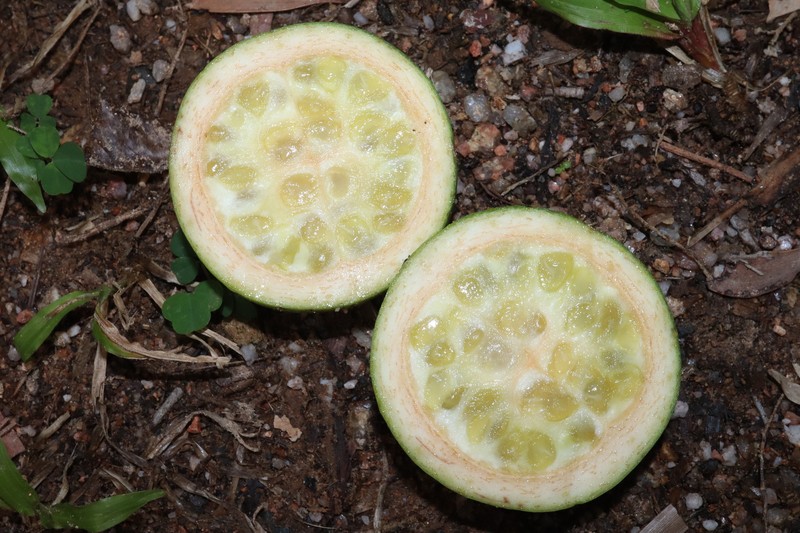Atractocarpus fitzalanii photo 5