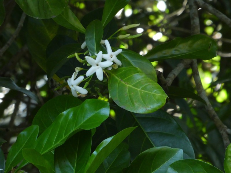 Atractocarpus fitzalanii photo 6