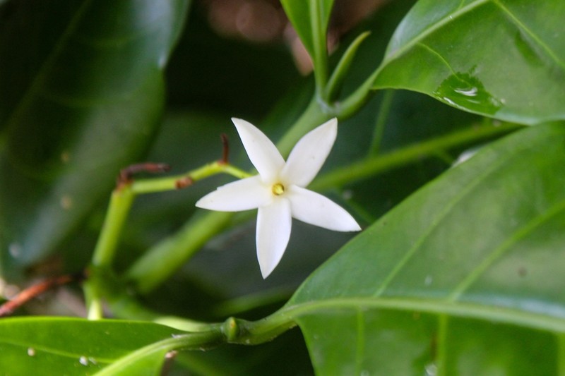 Atractocarpus fitzalanii photo 7