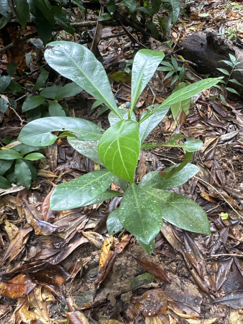 Atractocarpus fitzalanii subsp. fitzalanii photo 2