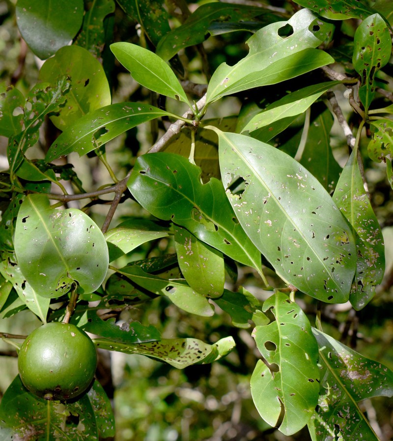 Atractocarpus fitzalanii subsp. fitzalanii photo 3