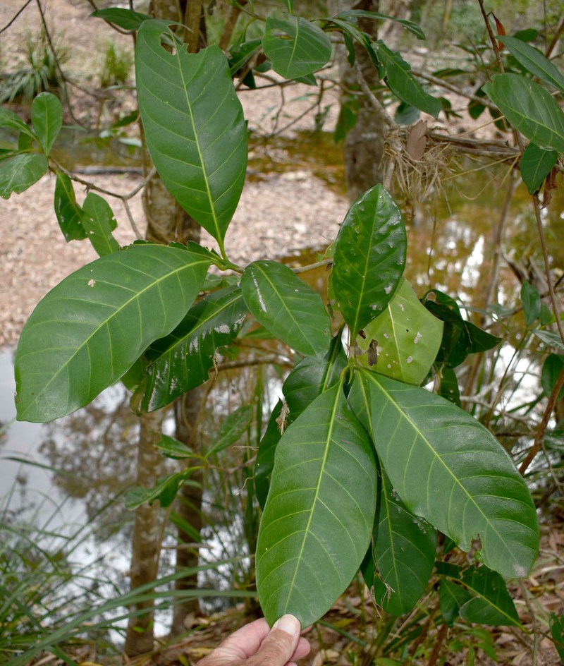 Atractocarpus fitzalanii subsp. fitzalanii photo 4