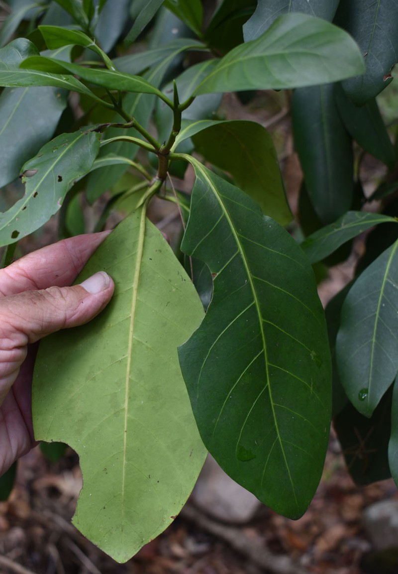 Atractocarpus fitzalanii subsp. fitzalanii photo 5
