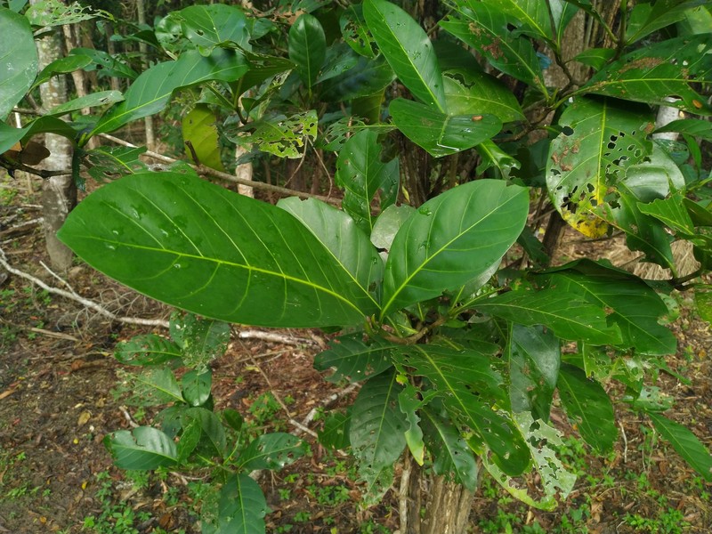 Atractocarpus fitzalanii subsp. fitzalanii