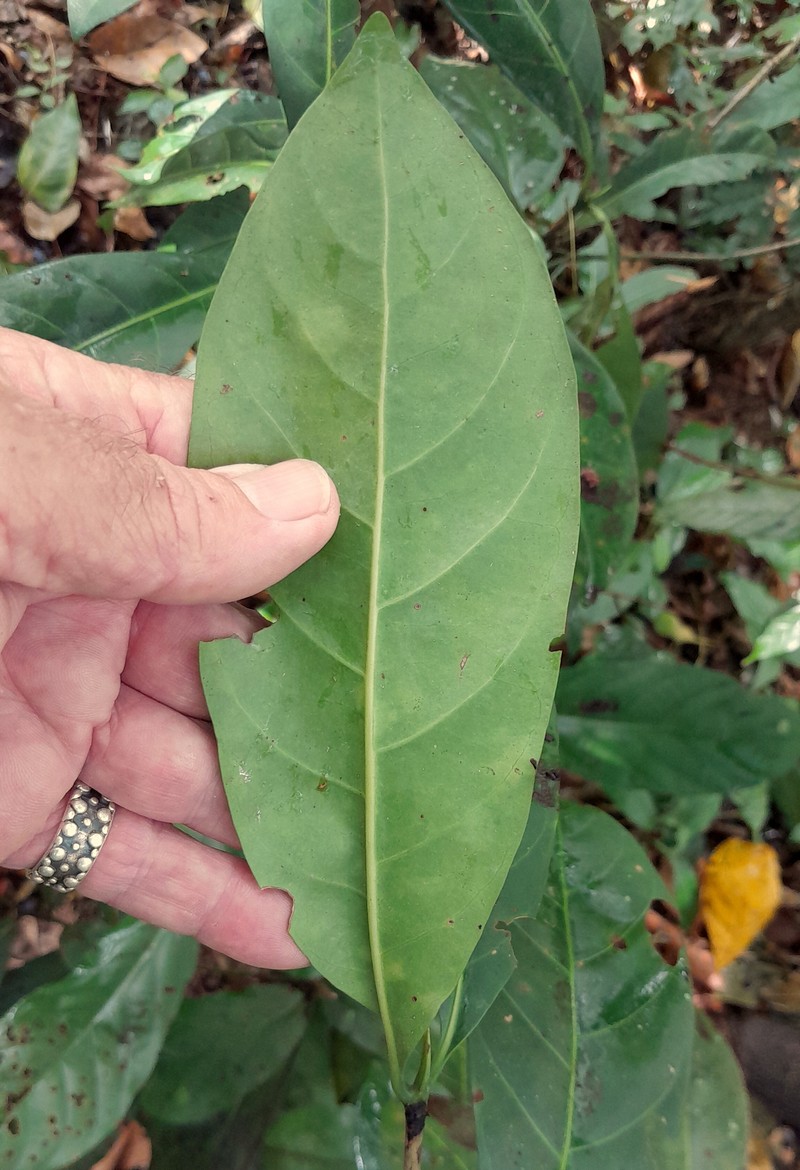 Atractocarpus fitzalanii subsp. fitzalanii photo 8