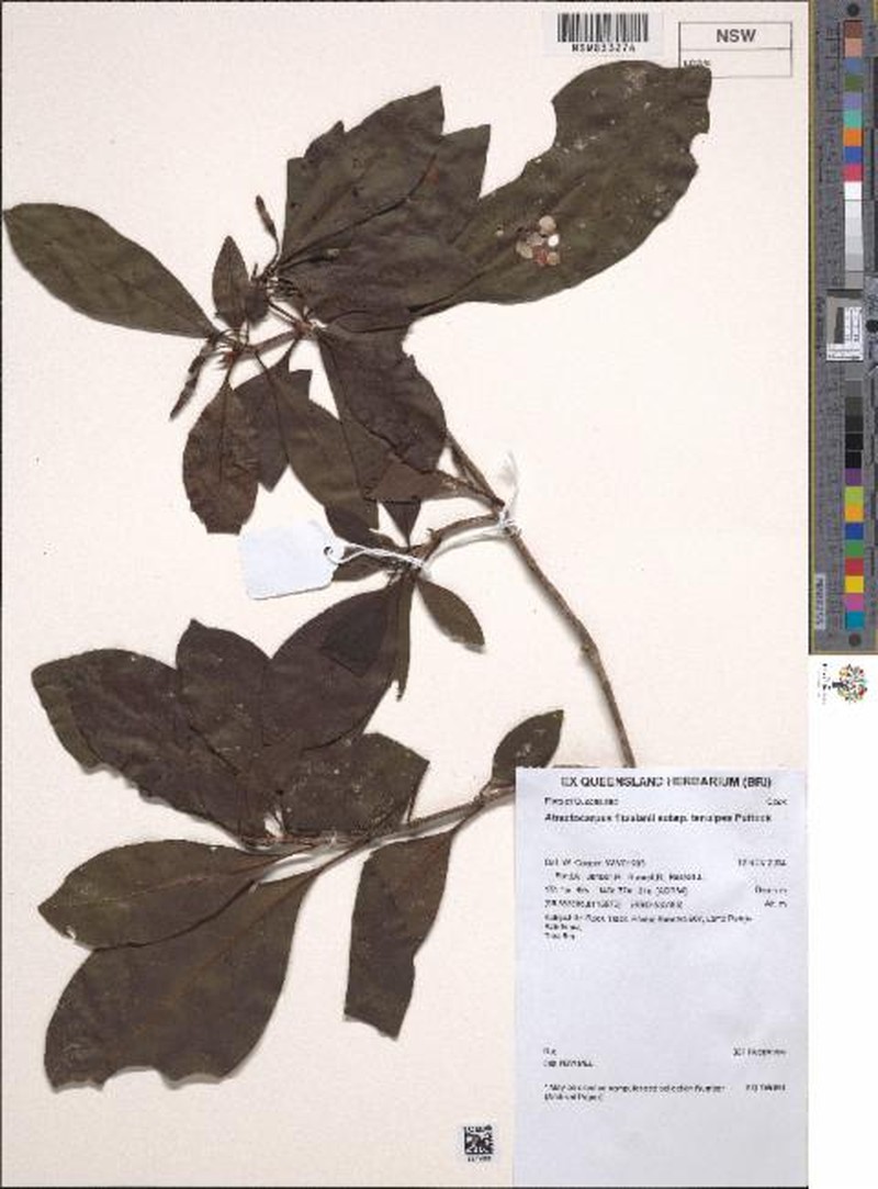 Atractocarpus fitzalanii subsp. tenuipes