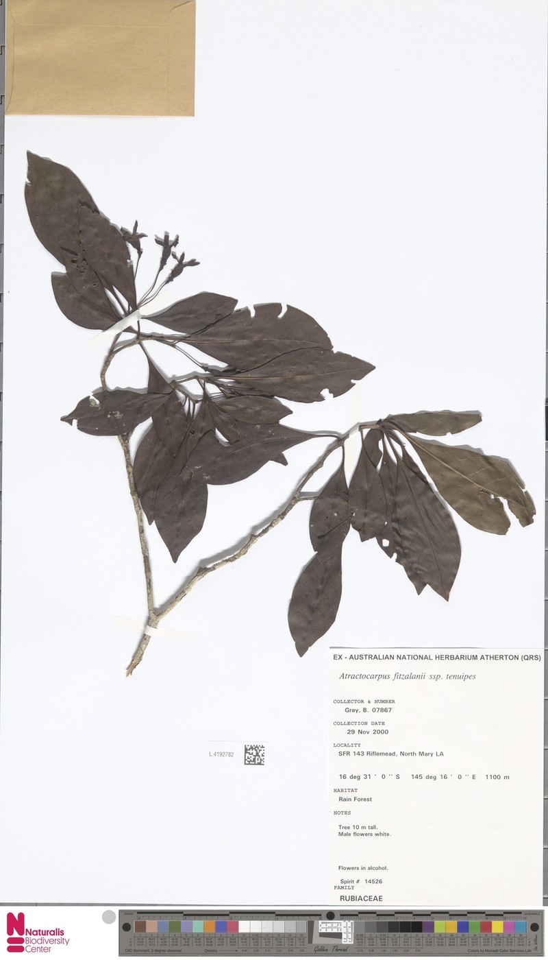 Atractocarpus fitzalanii subsp. tenuipes photo 2
