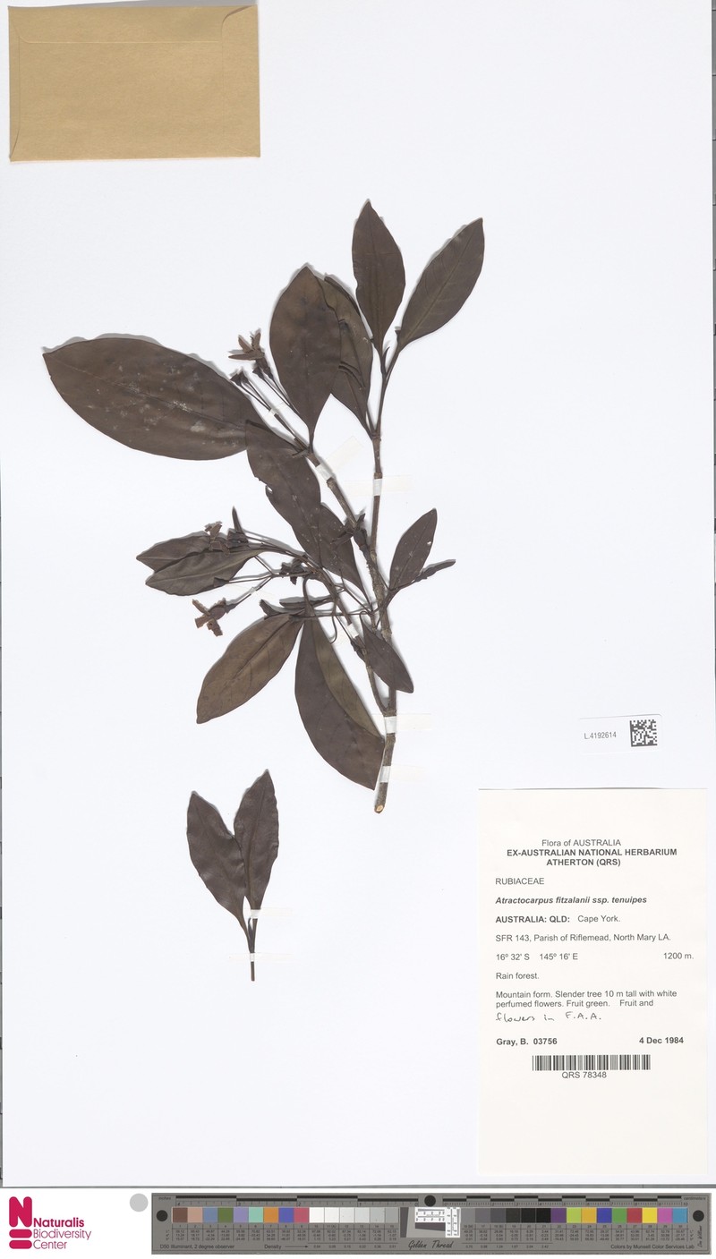 Atractocarpus fitzalanii subsp. tenuipes photo 3