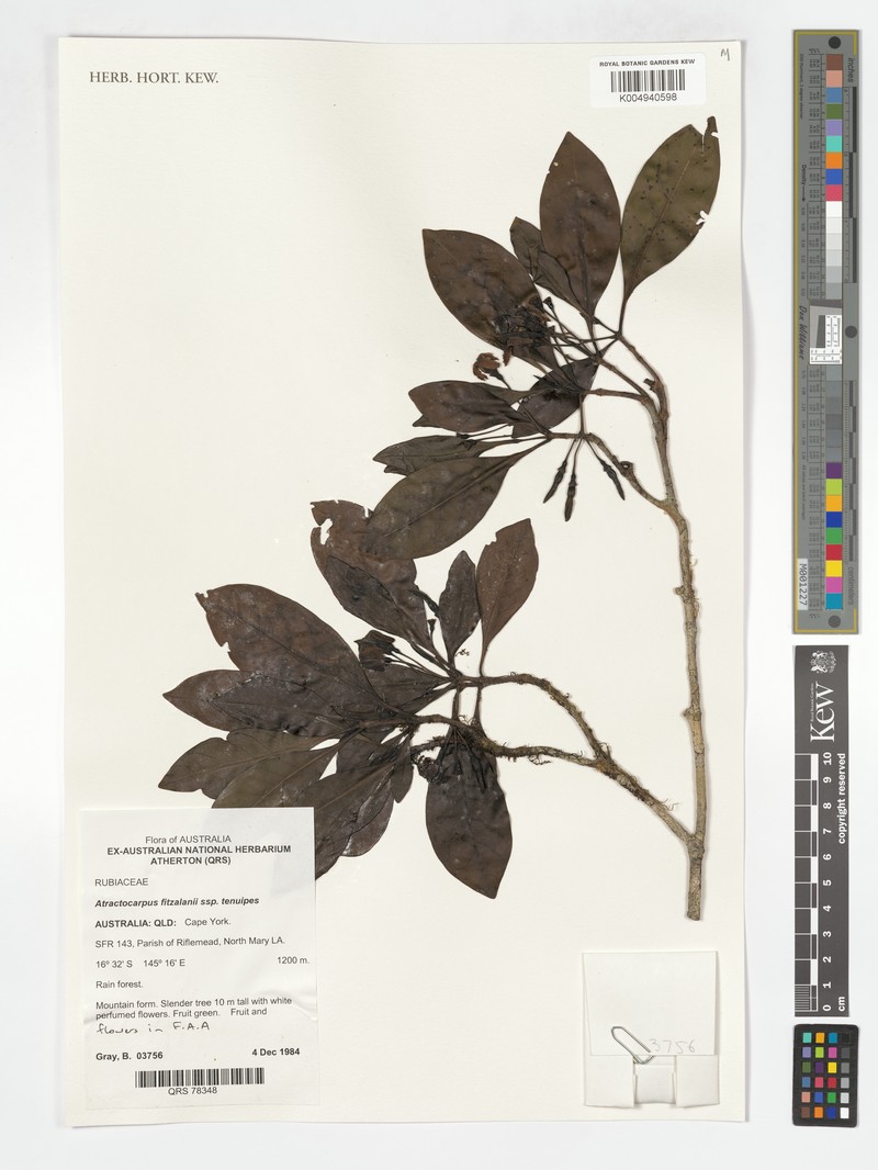 Atractocarpus fitzalanii subsp. tenuipes photo 4