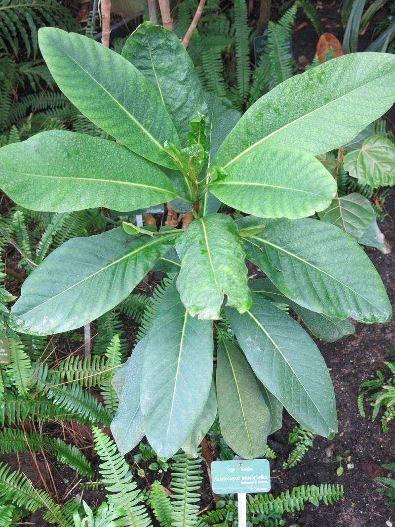 Atractocarpus heterophyllus