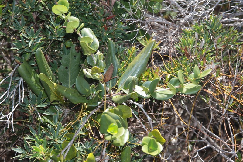 Atractocarpus heterophyllus photo 2