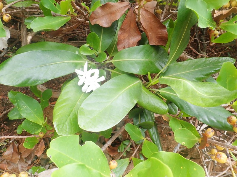Atractocarpus heterophyllus photo 3