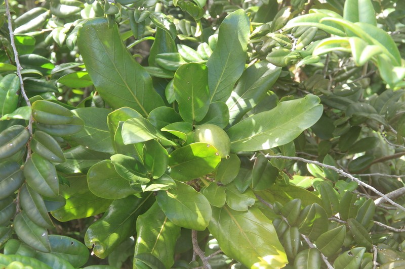 Atractocarpus heterophyllus photo 4