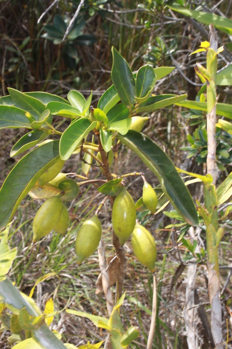 Atractocarpus heterophyllus photo 5
