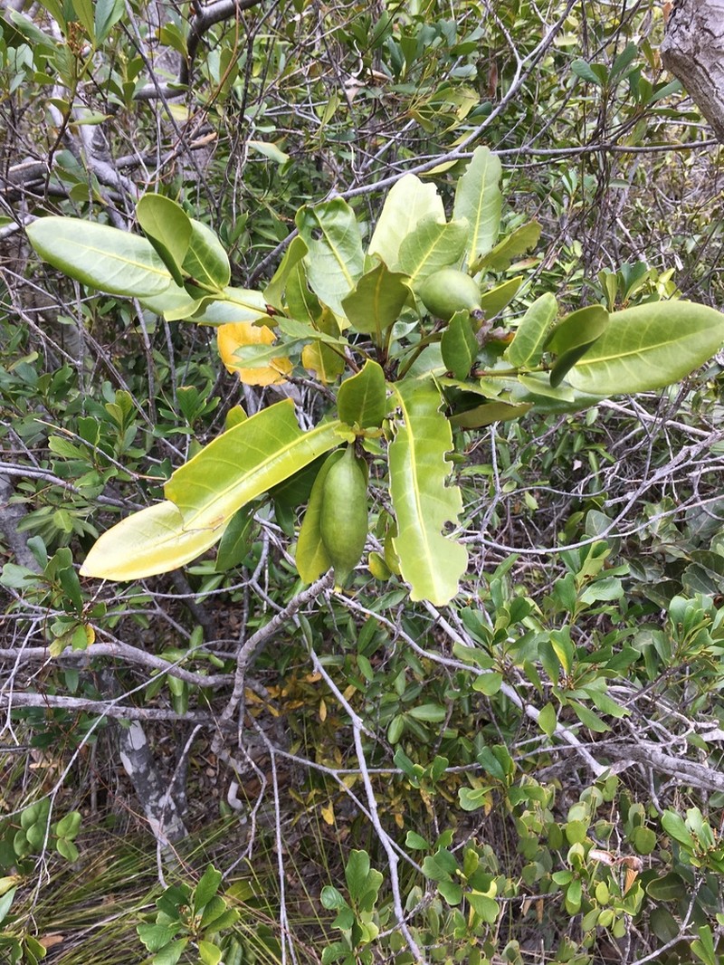Atractocarpus heterophyllus photo 6