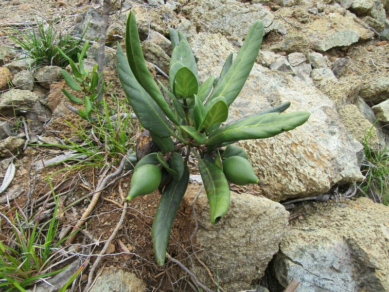 Atractocarpus heterophyllus photo 7