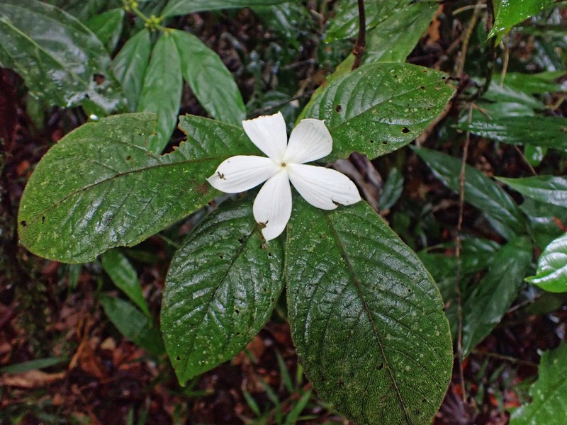 Atractocarpus hirtus
