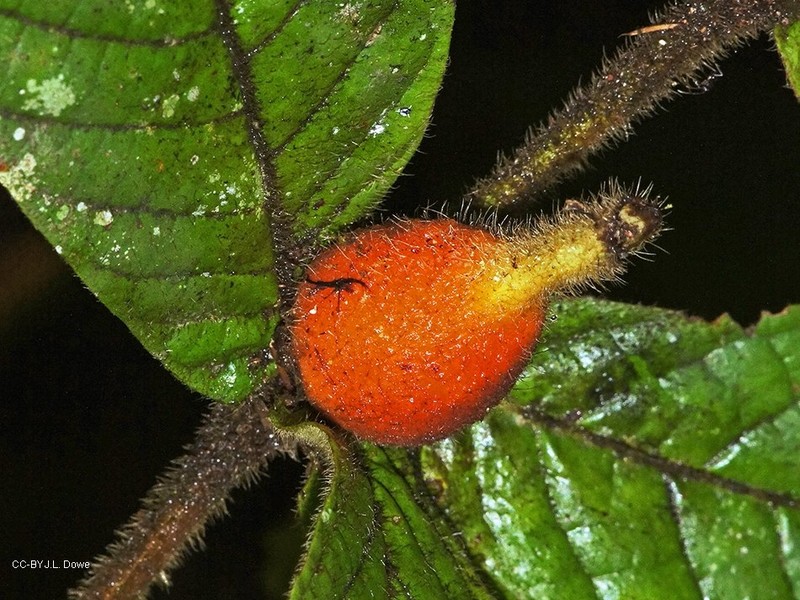 Atractocarpus hirtus photo 2