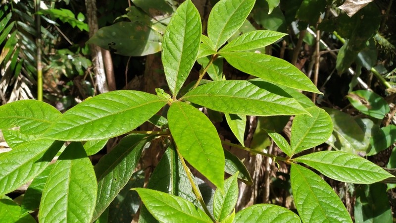 Atractocarpus hirtus photo 3