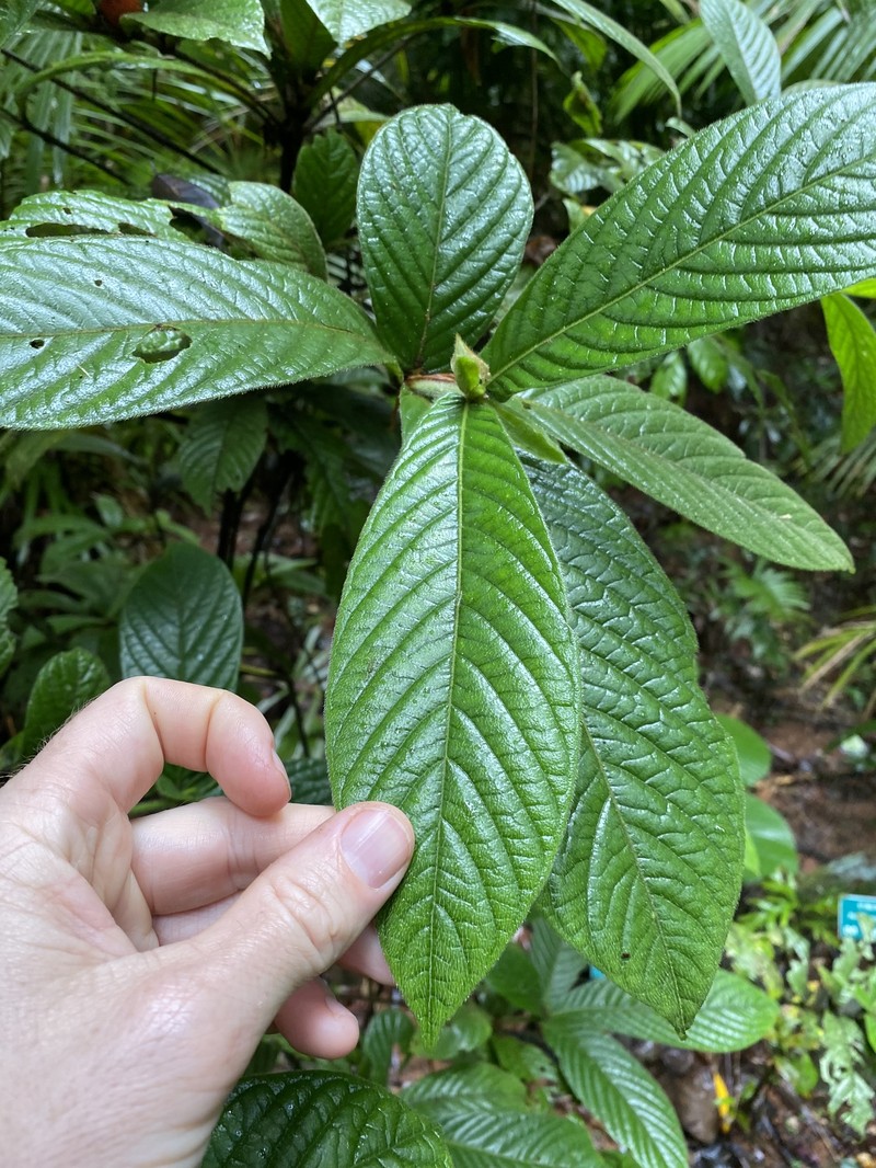 Atractocarpus hirtus photo 4