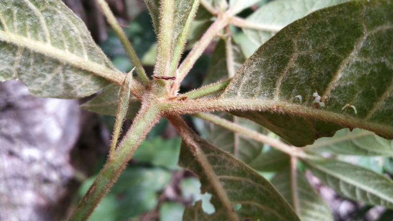 Atractocarpus hirtus photo 5