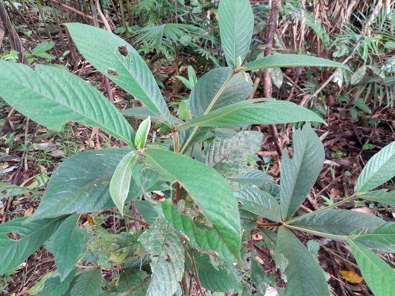 Atractocarpus hirtus photo 6