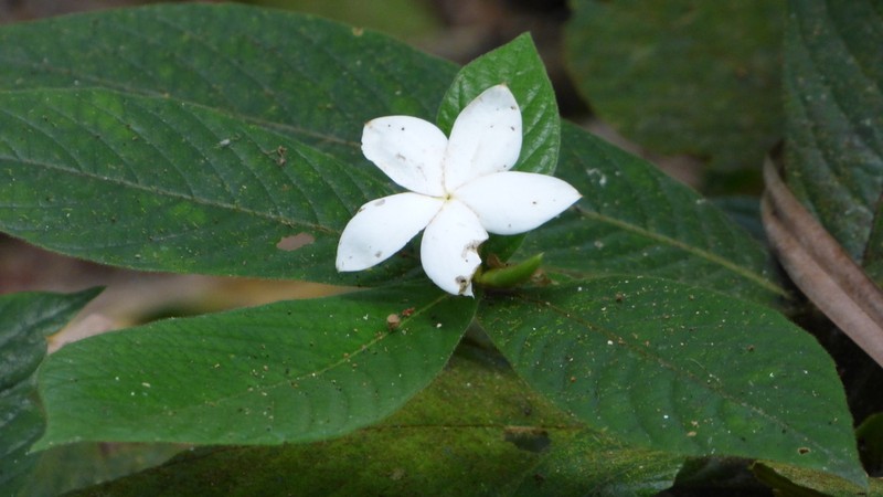 Atractocarpus hirtus photo 7
