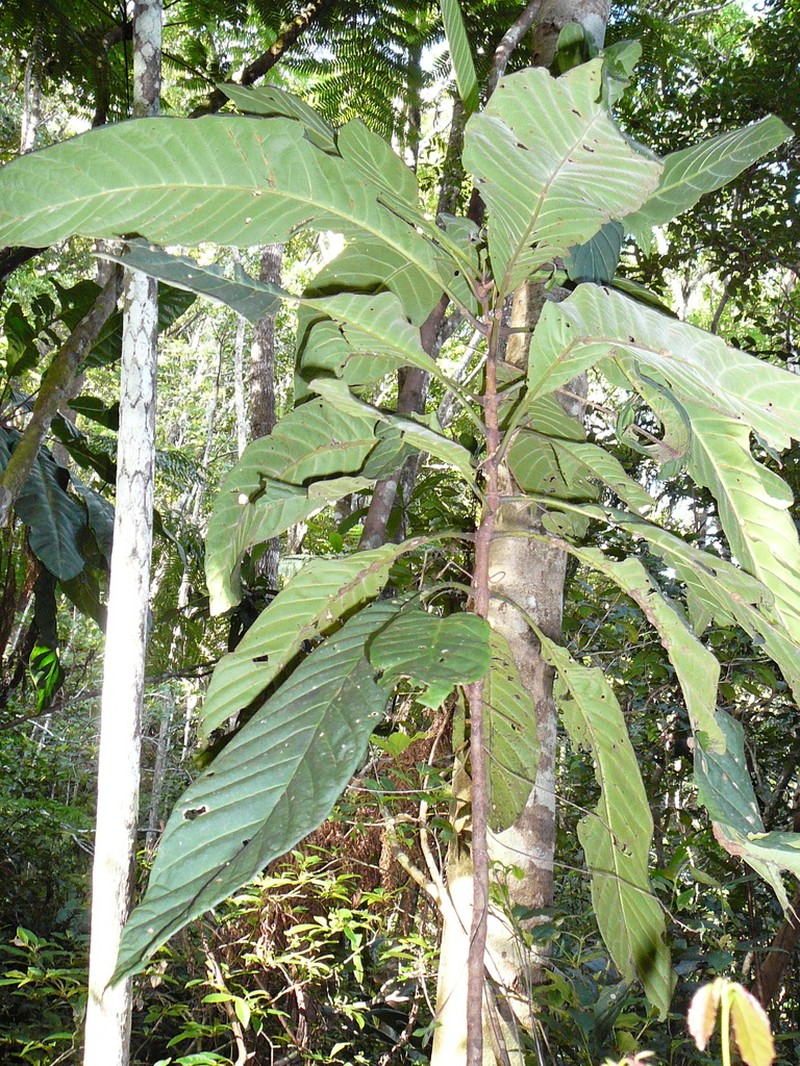 Atractocarpus longistipitatus