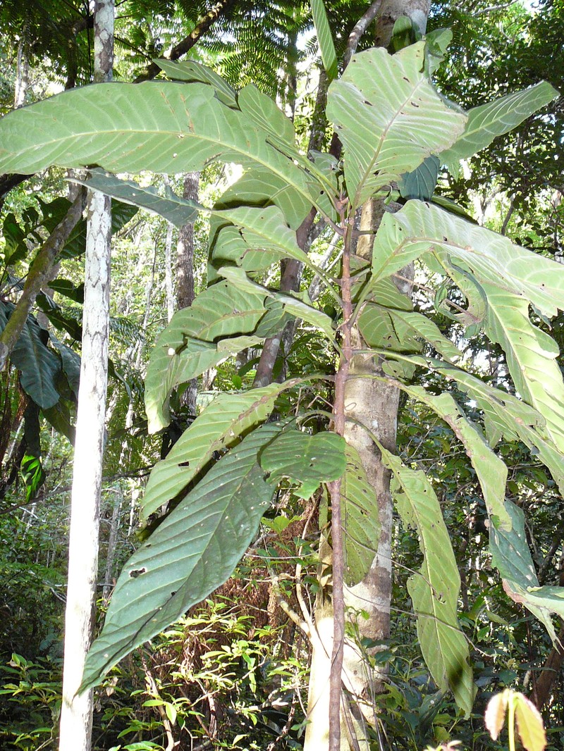 Atractocarpus longistipitatus photo 2