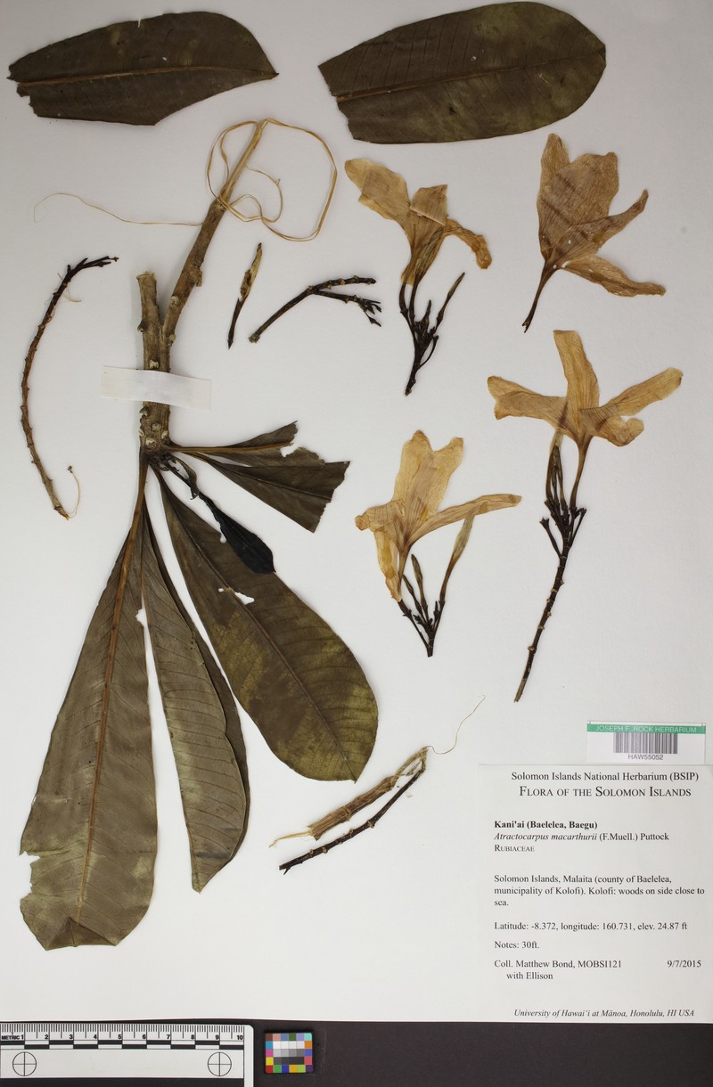 Atractocarpus macarthurii