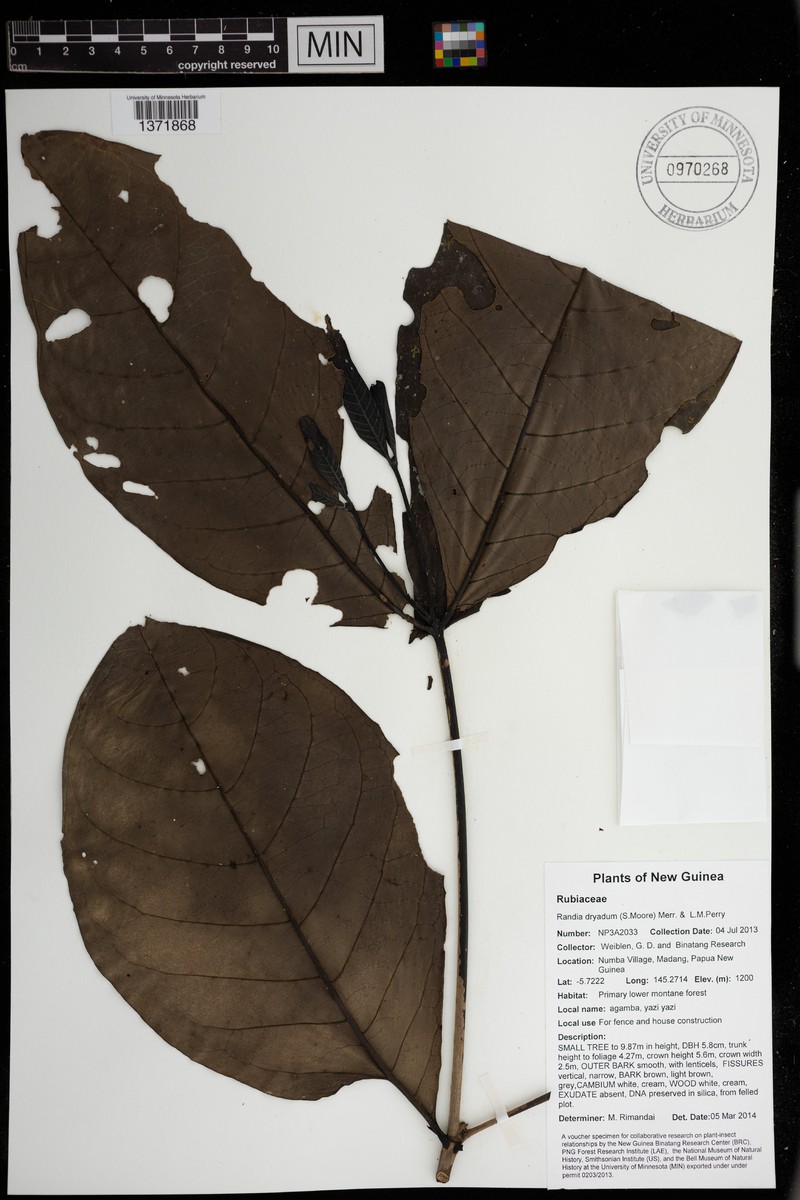 Atractocarpus macarthurii photo 2