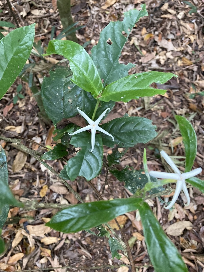 Atractocarpus merikin