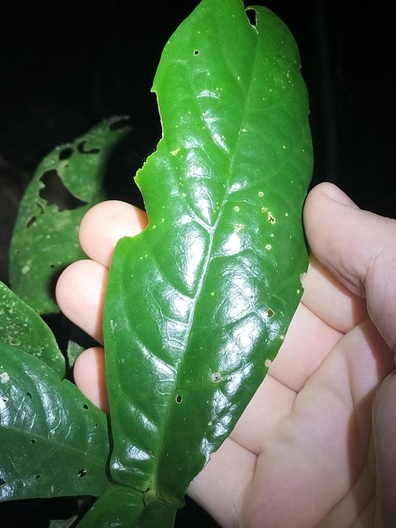 Atractocarpus merikin photo 2