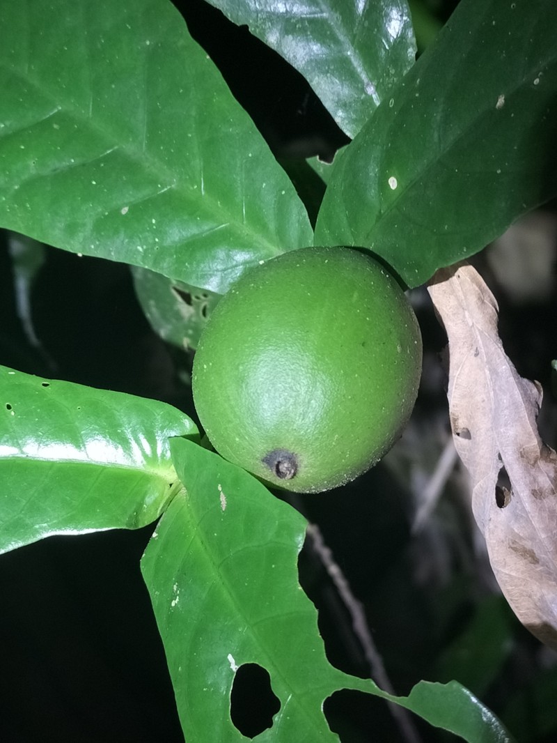 Atractocarpus merikin photo 4