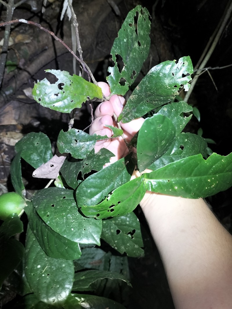 Atractocarpus merikin photo 5
