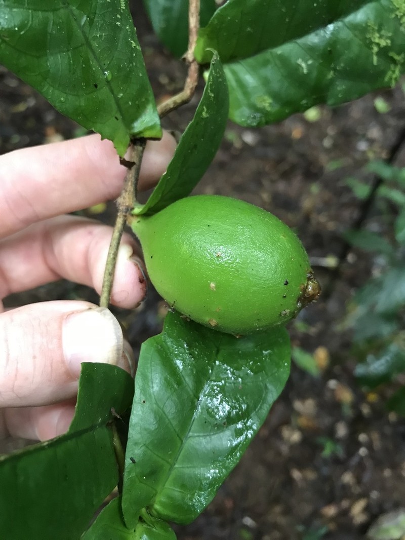 Atractocarpus merikin photo 6