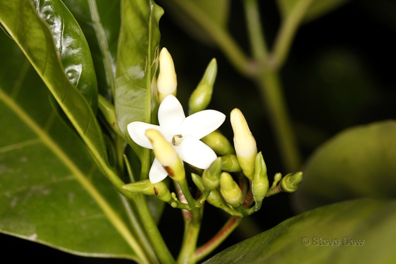 Atractocarpus merikin photo 7