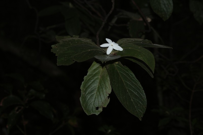 Atractocarpus mollis