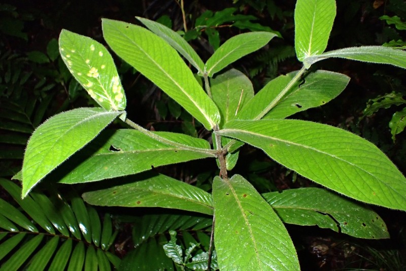 Atractocarpus mollis photo 2