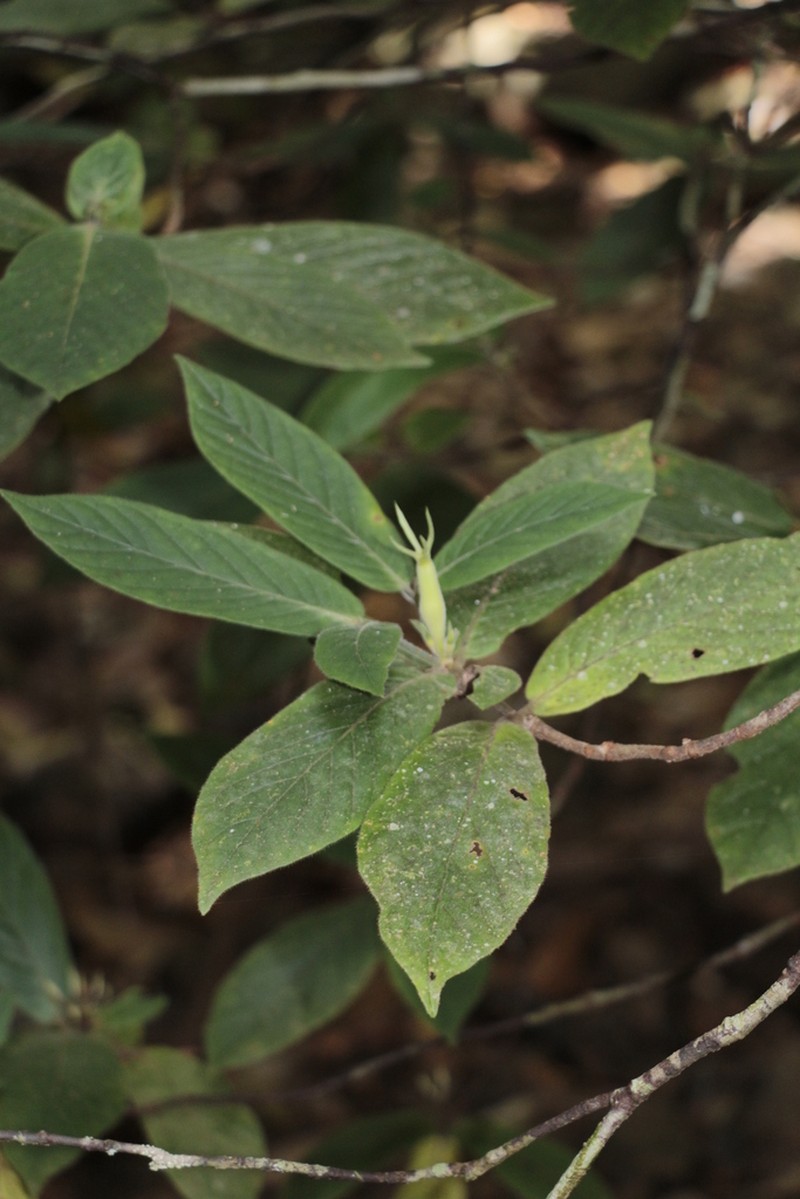 Atractocarpus mollis photo 3