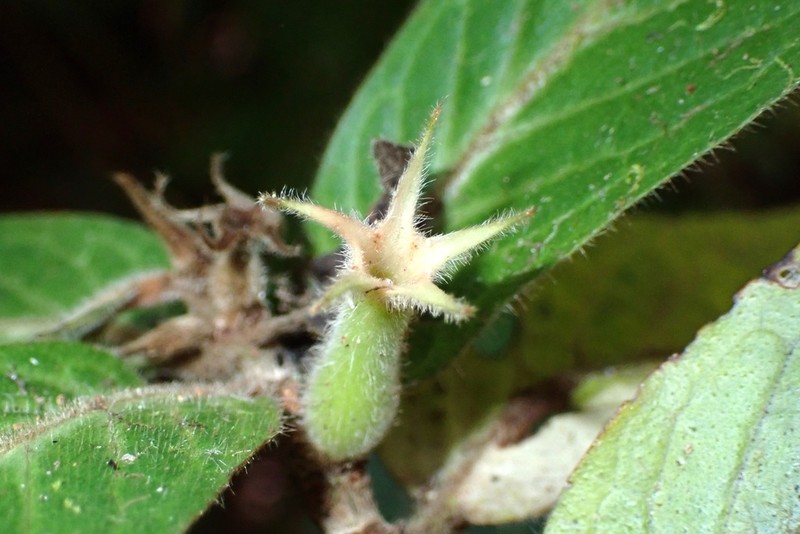 Atractocarpus mollis photo 4