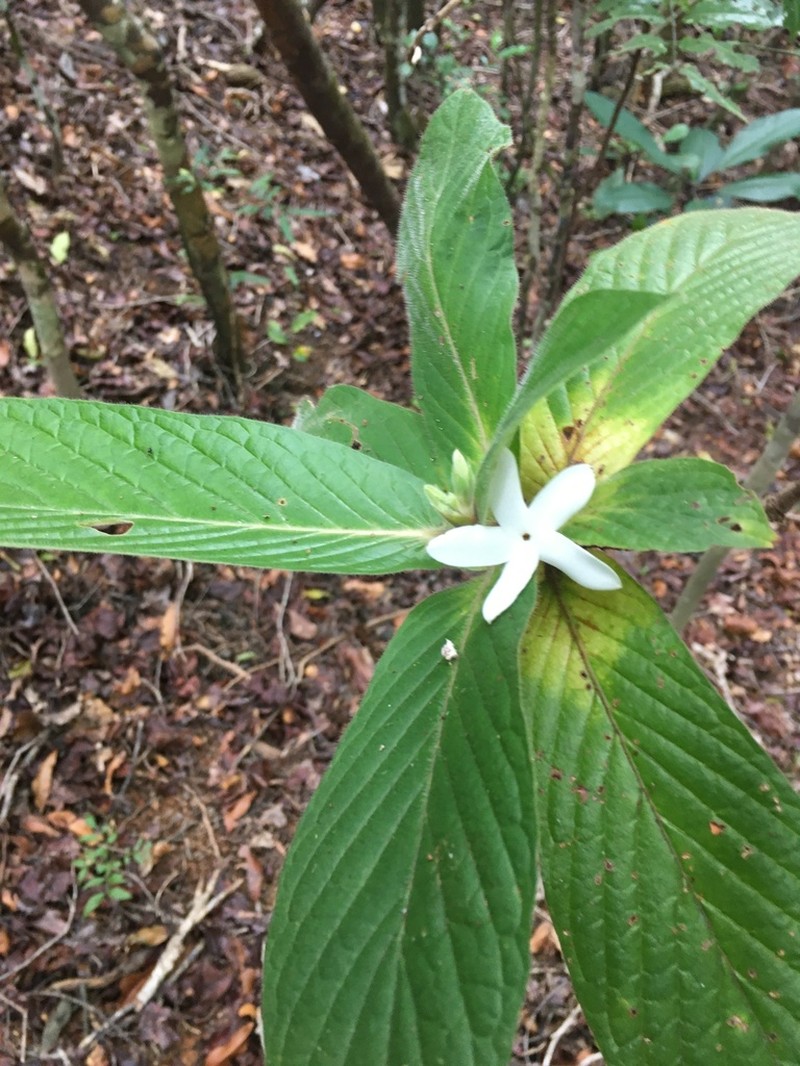 Atractocarpus mollis photo 5