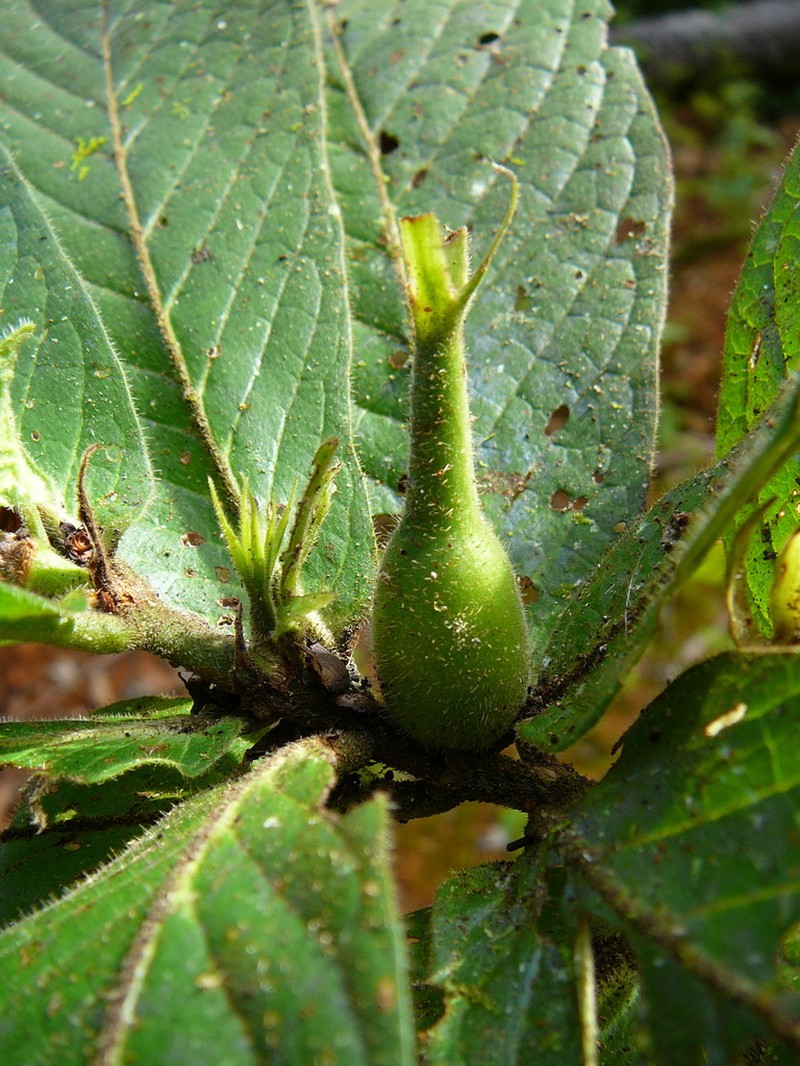 Atractocarpus mollis photo 6