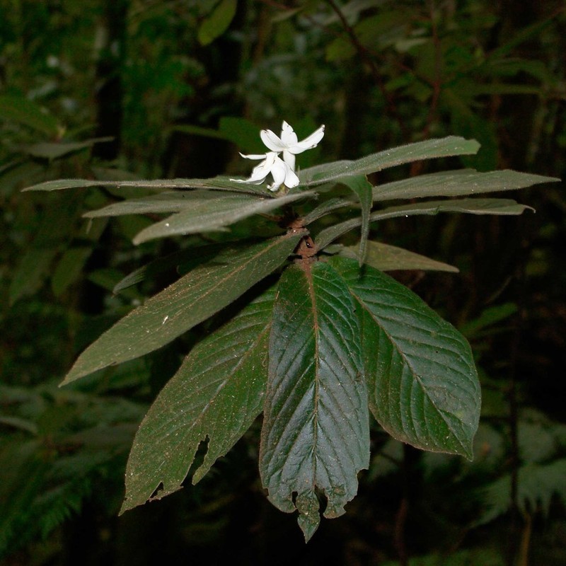 Atractocarpus mollis photo 7