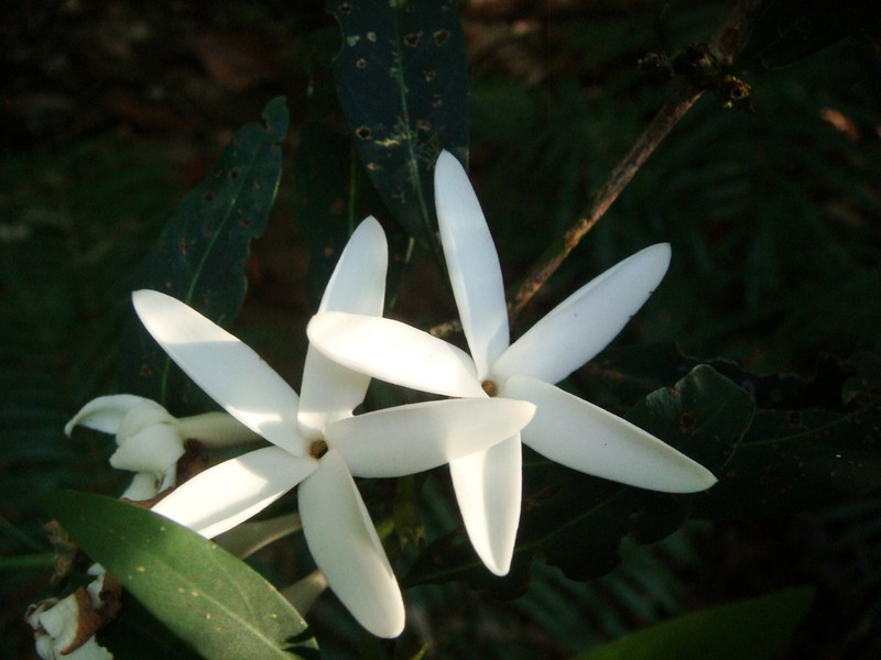 Atractocarpus ngoyensis