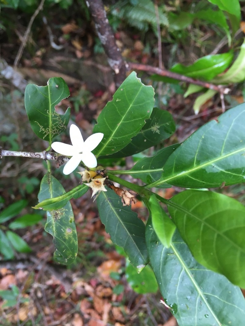 Atractocarpus ngoyensis photo 2