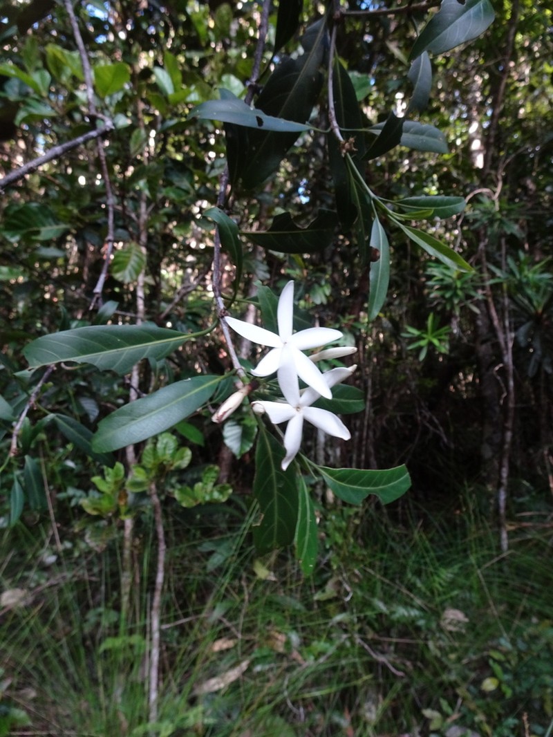Atractocarpus ngoyensis photo 3