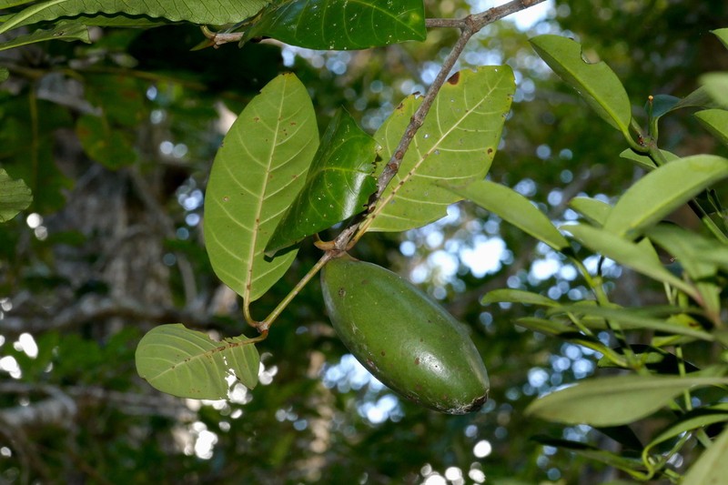 Atractocarpus ngoyensis photo 4